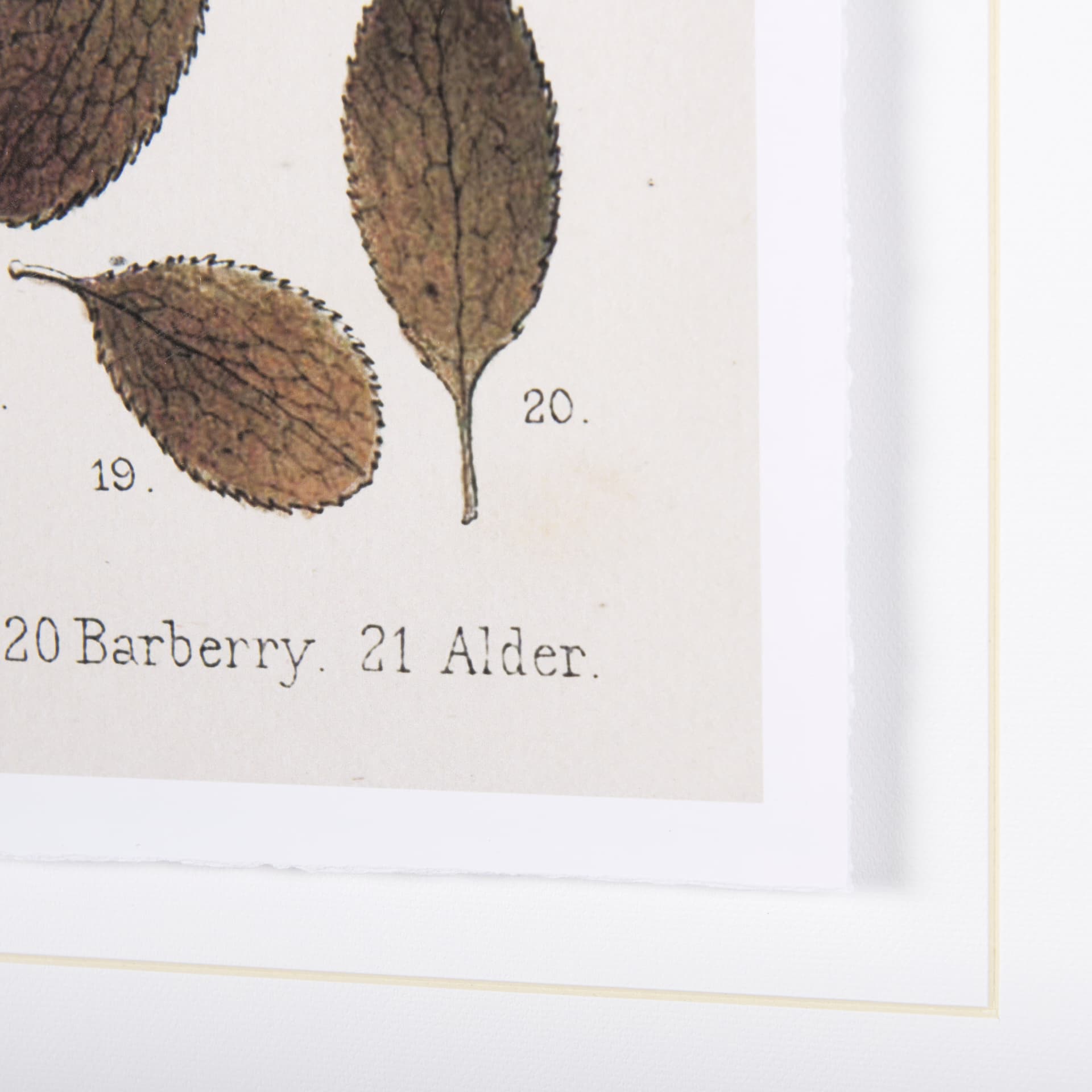 Autumnal Leaves VI by Vision Studio a Framed Art Print Matted under Glass — product photograph