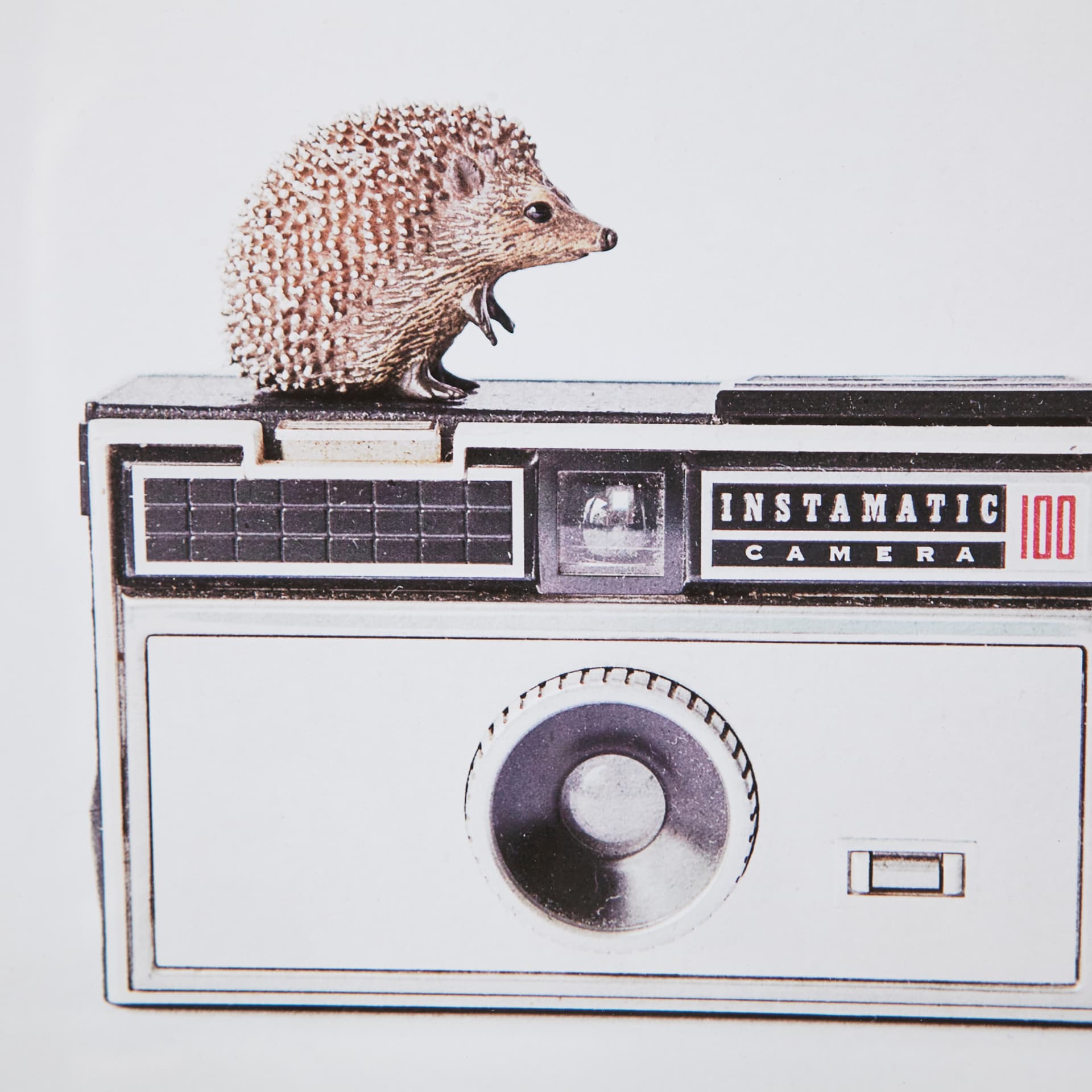 Hedgehog & Vintage Camera by Susannah Tucker Photography a Framed Photo Art Print Matted under Glass — product photograph