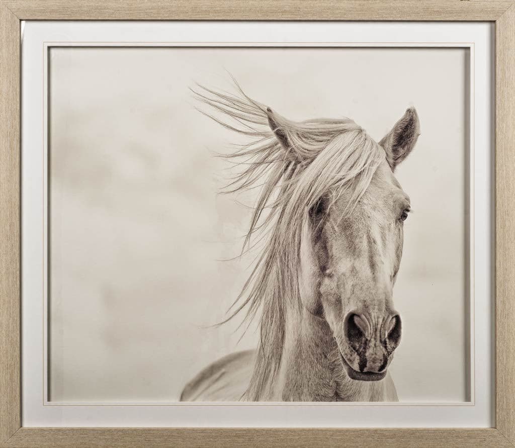 Custom Wind Blown Mane I (MC) by PHBurchett a Framed Photo Art Print Matted under Glass — product photograph
