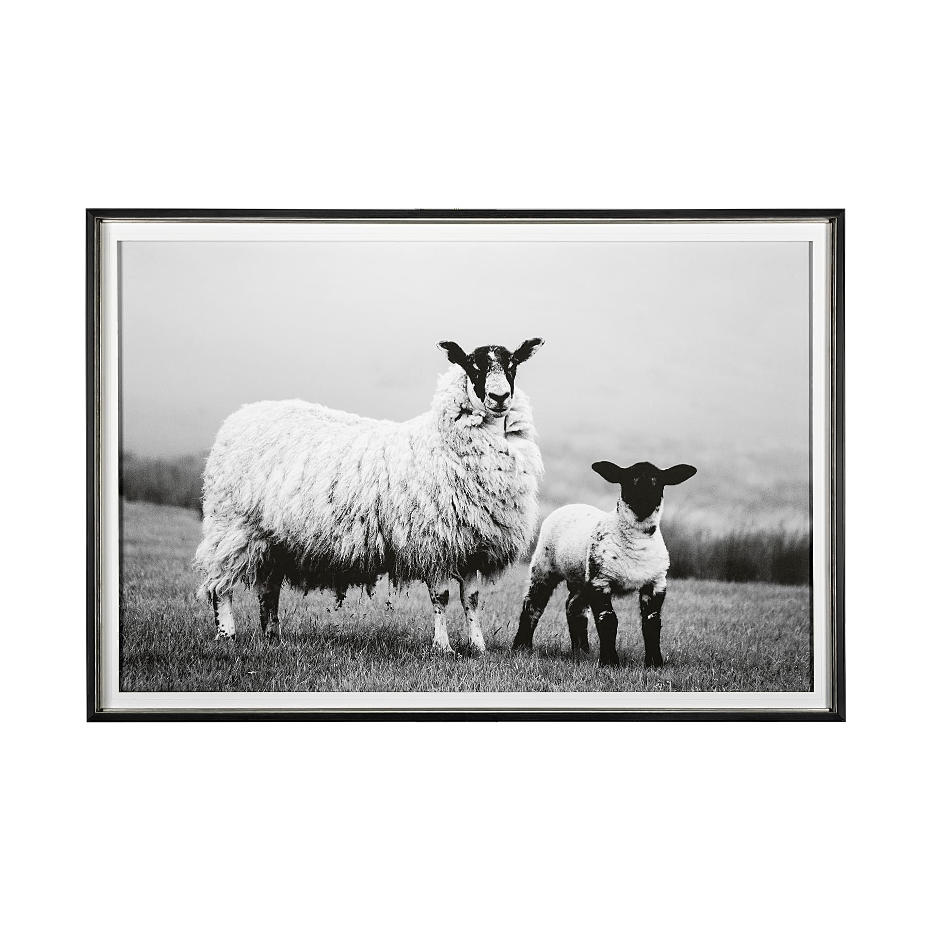 Islay Sheep I by Laura Marshall a Framed Photo Art Print Matted under Glass — product photograph