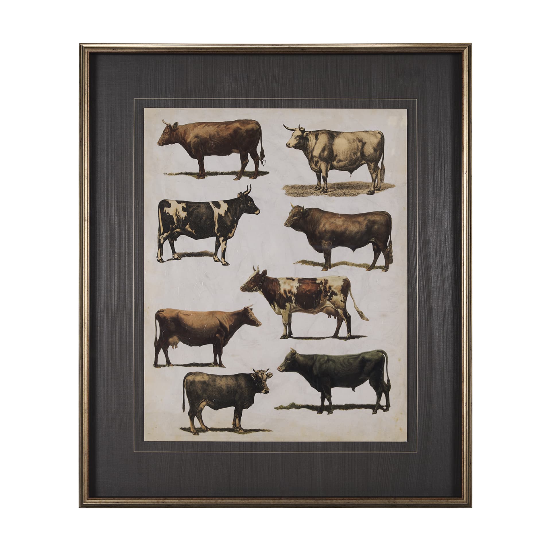 Antique Cow Chart by Mercana Studio a Framed Art Print Matted under Glass — product photograph