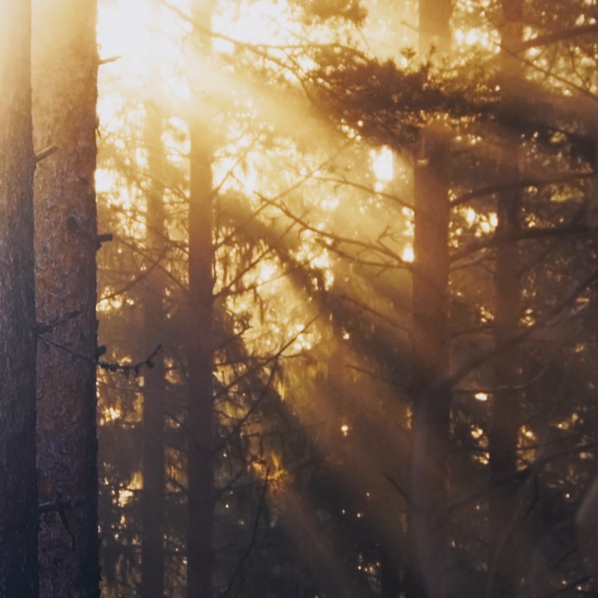 Woodland Glow by Andreas Stridsberg a Hand Embelished Textured Framed Art Photo Matted under Glass — product photograph