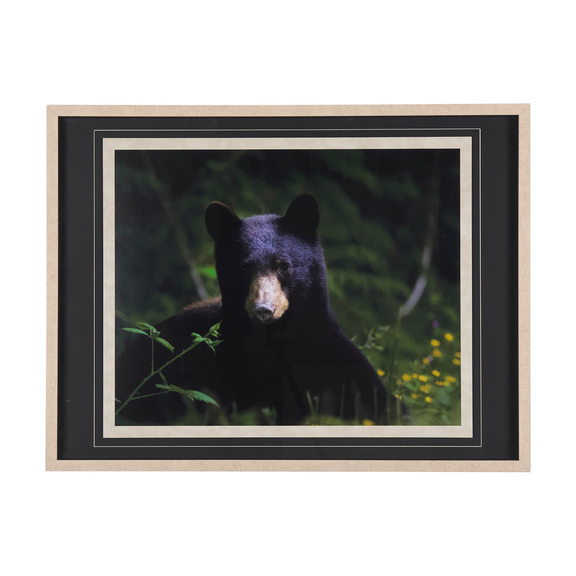 Bear by Chad Mackay a Framed Photo Art Print Matted under Glass — product photograph