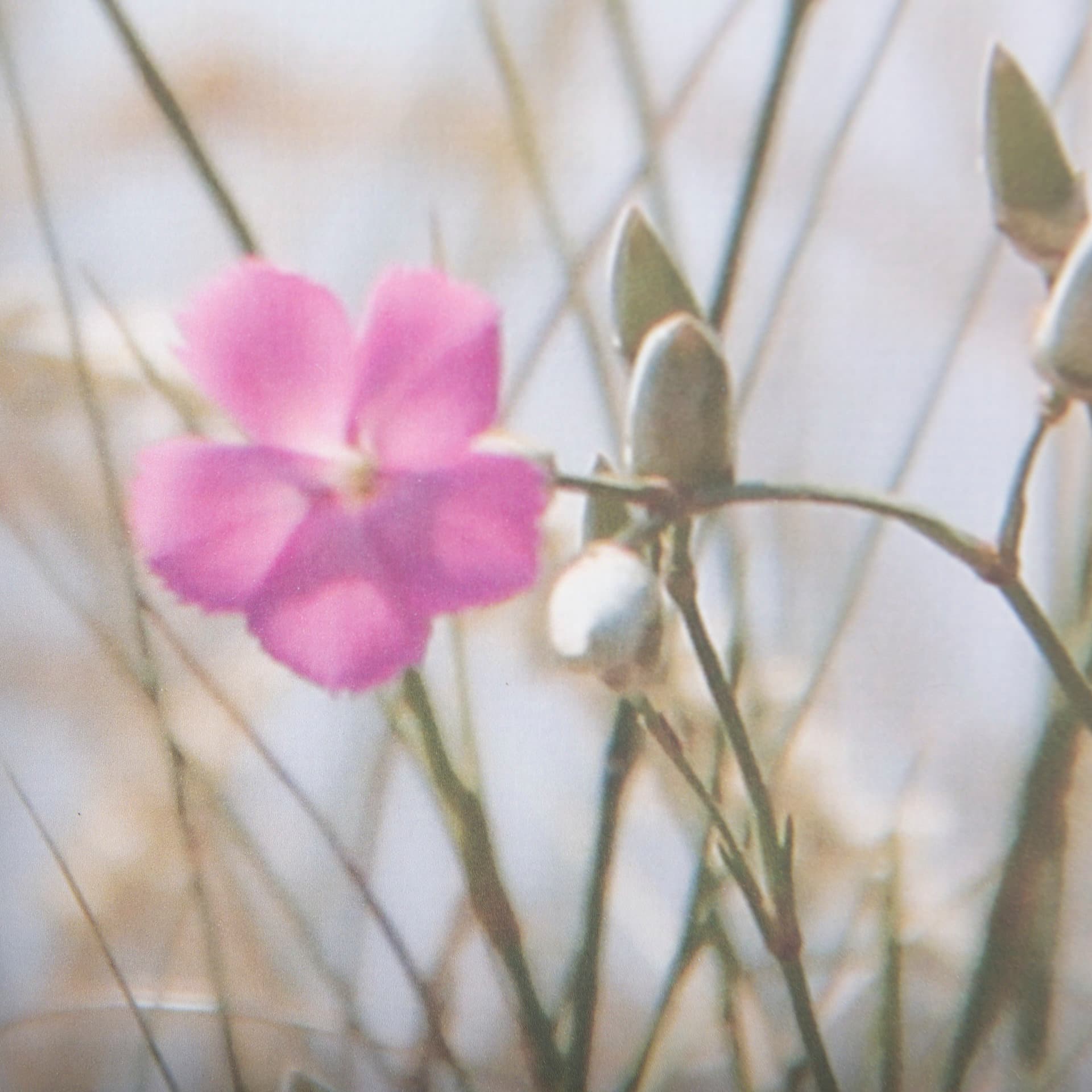 Wildflower Fade - L by Mercana Studio a Framed Photo Art Print Matted under Glass — product photograph