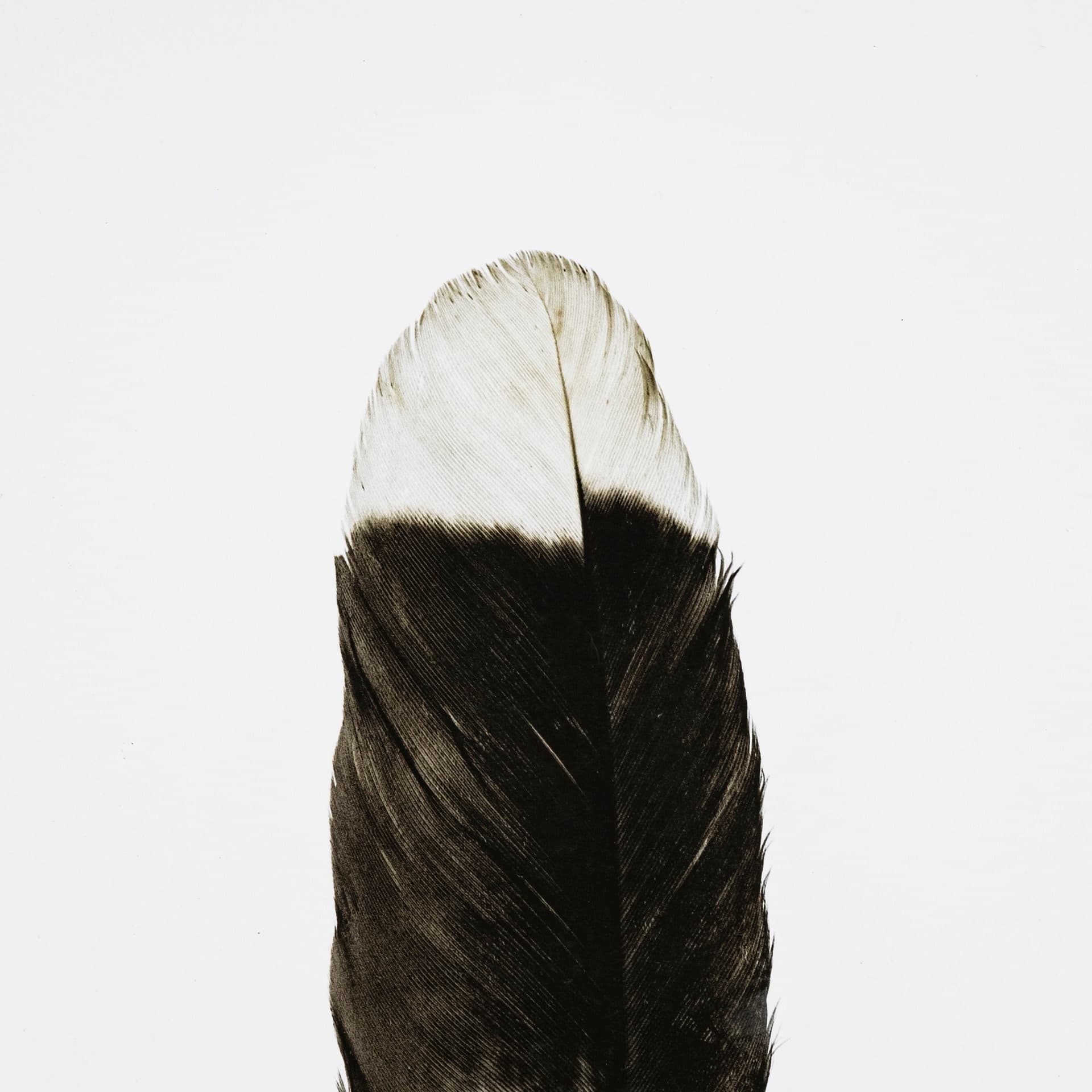 Flying solo by Nancy Crowell a Framed Art Print Matted under Glass — product photograph