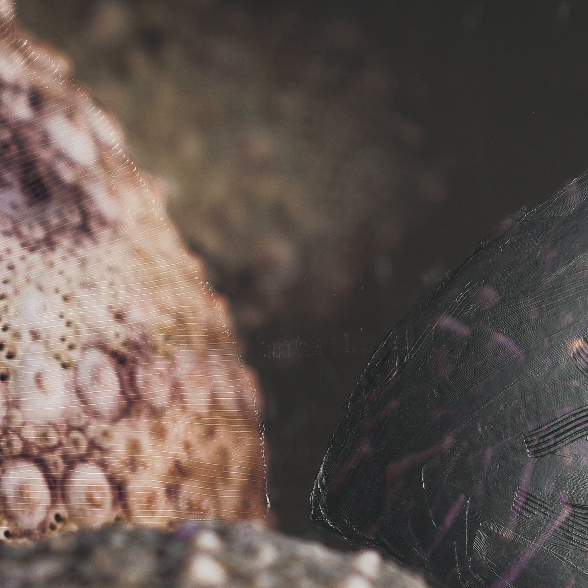 Purple Sea Urchins by Nathan Larson a Hand Embellished Framed Photo Art Print Matted under Glass — product photograph