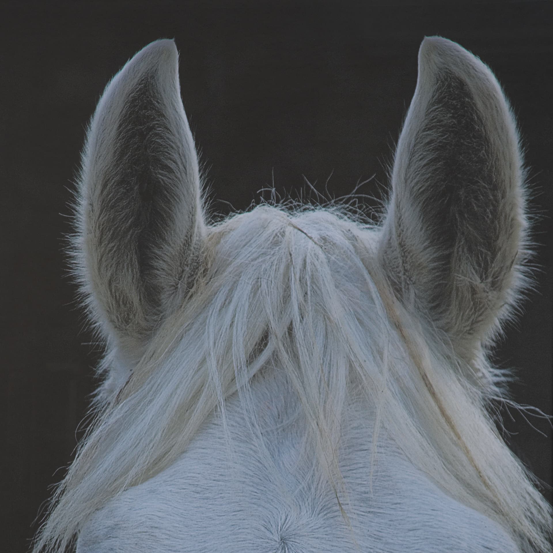 Look by Milan Malovrh FramedPhoto Print Matted under Glass — product photograph