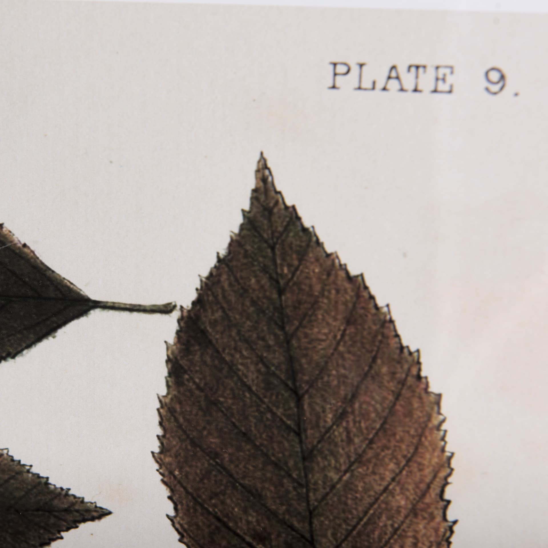 Autumnal Leaves VI by Vision Studio a Framed Art Print Matted under Glass — product photograph