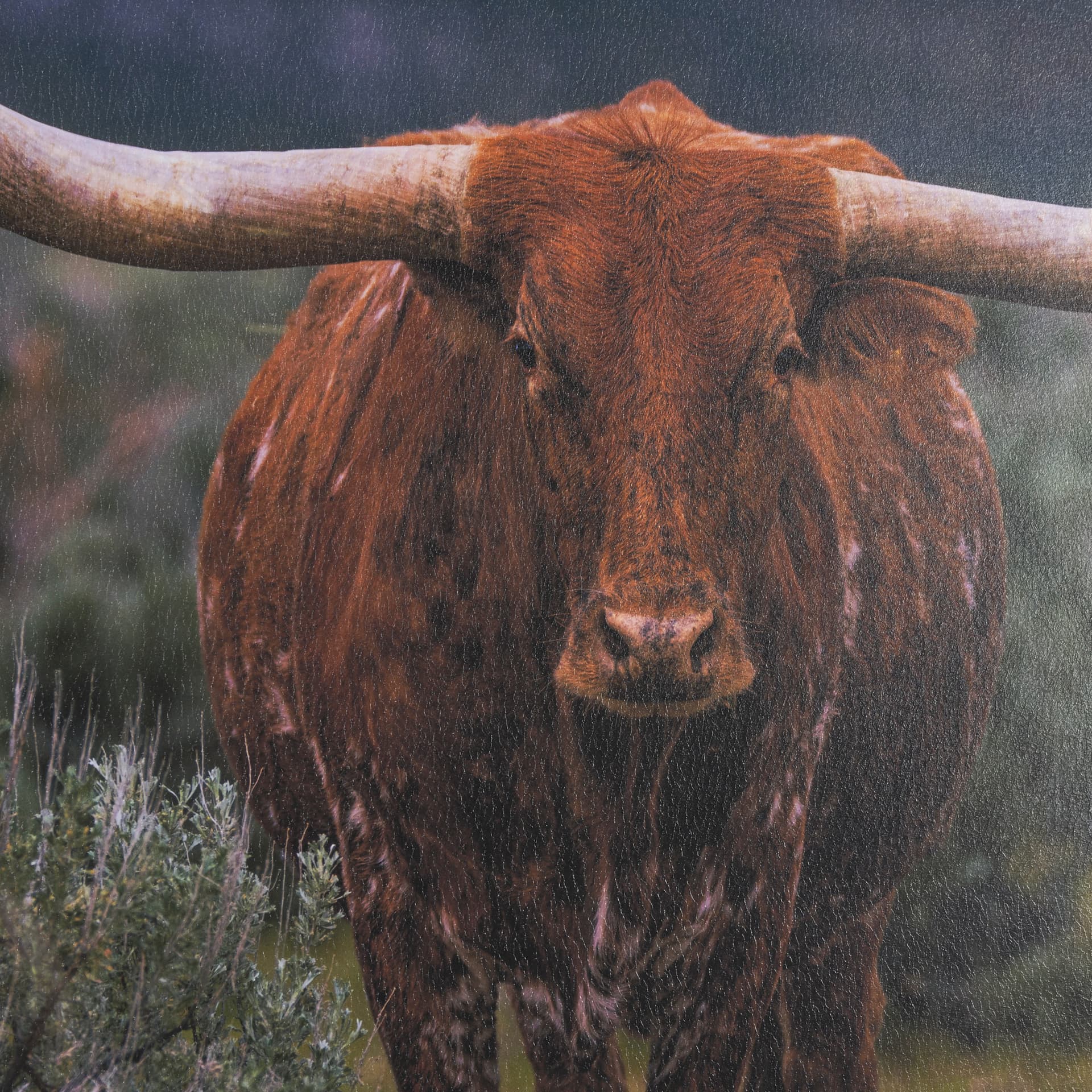 Longhorn 5 by Gary Blatter a Hand Embellished Framed Photo Art Print Matted under Glass — product photograph