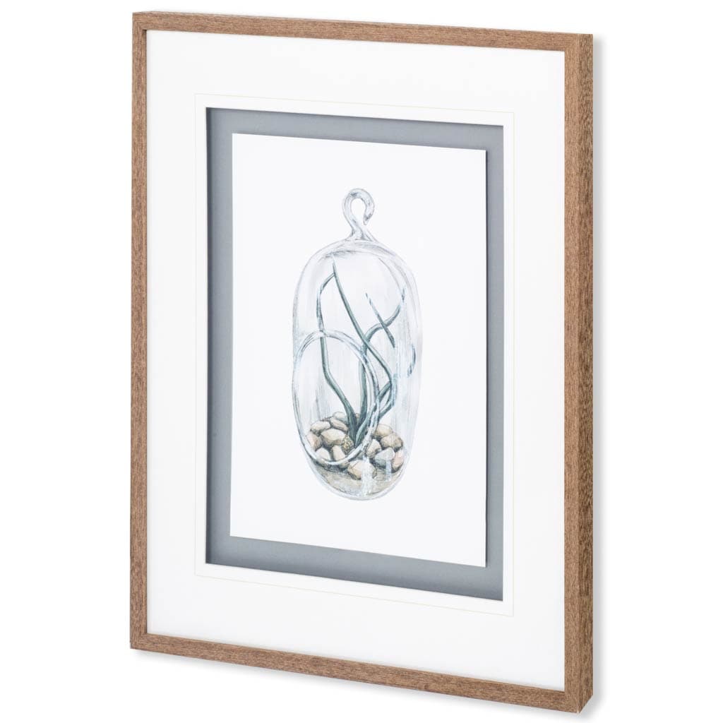 Air Plant 1 by Harvey, Brenna a Framed Art Print Matted under Glass — product photograph