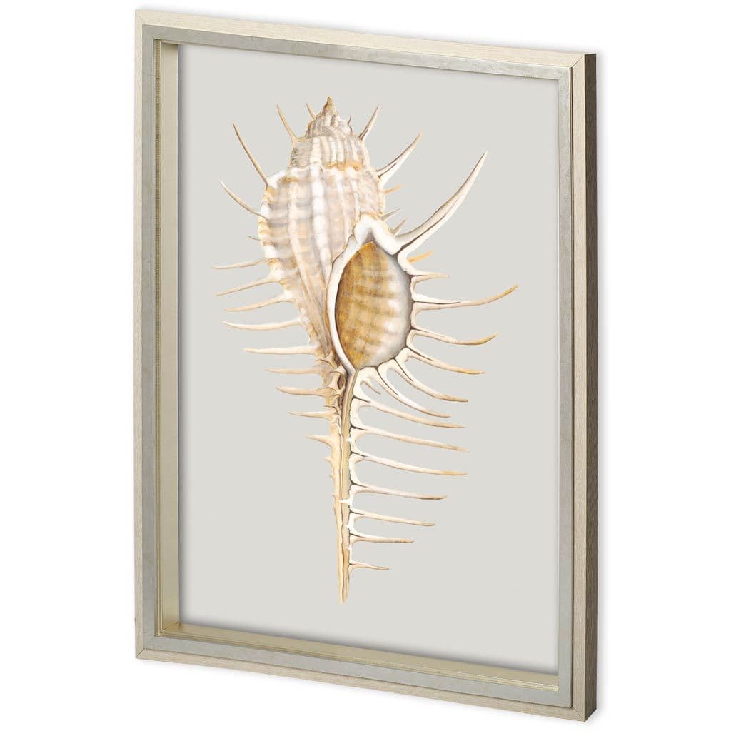 Custom Spiny Murex by Maleki, Ferdos a Framed Art Print Matted under Glass — product photograph