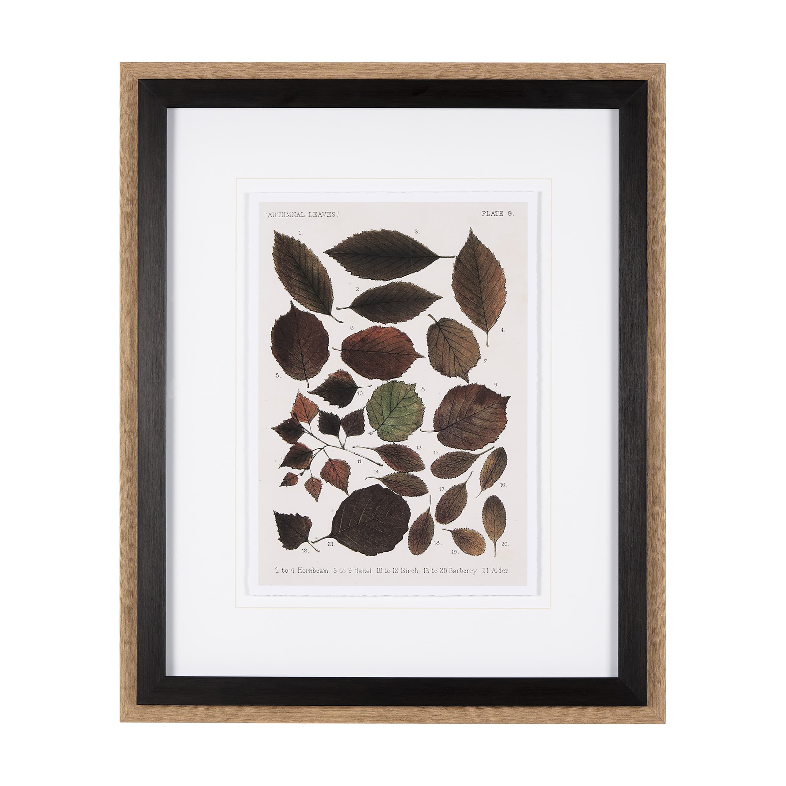 Autumnal Leaves VI by Vision Studio a Framed Art Print Matted under Glass — product photograph
