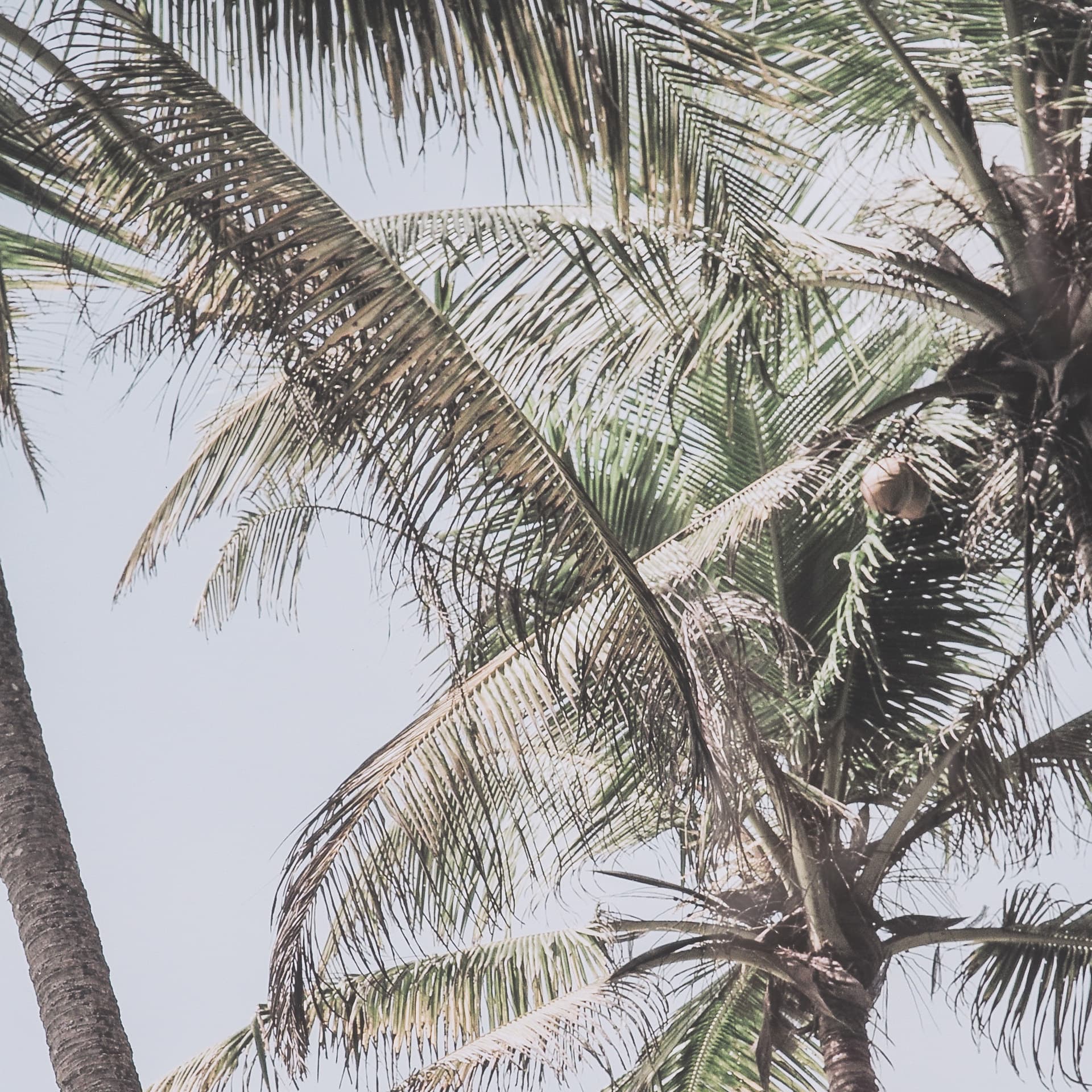 Ocean Breeze Palms by Shot By Clint Framed Photo Print Matted under Glass — product photograph