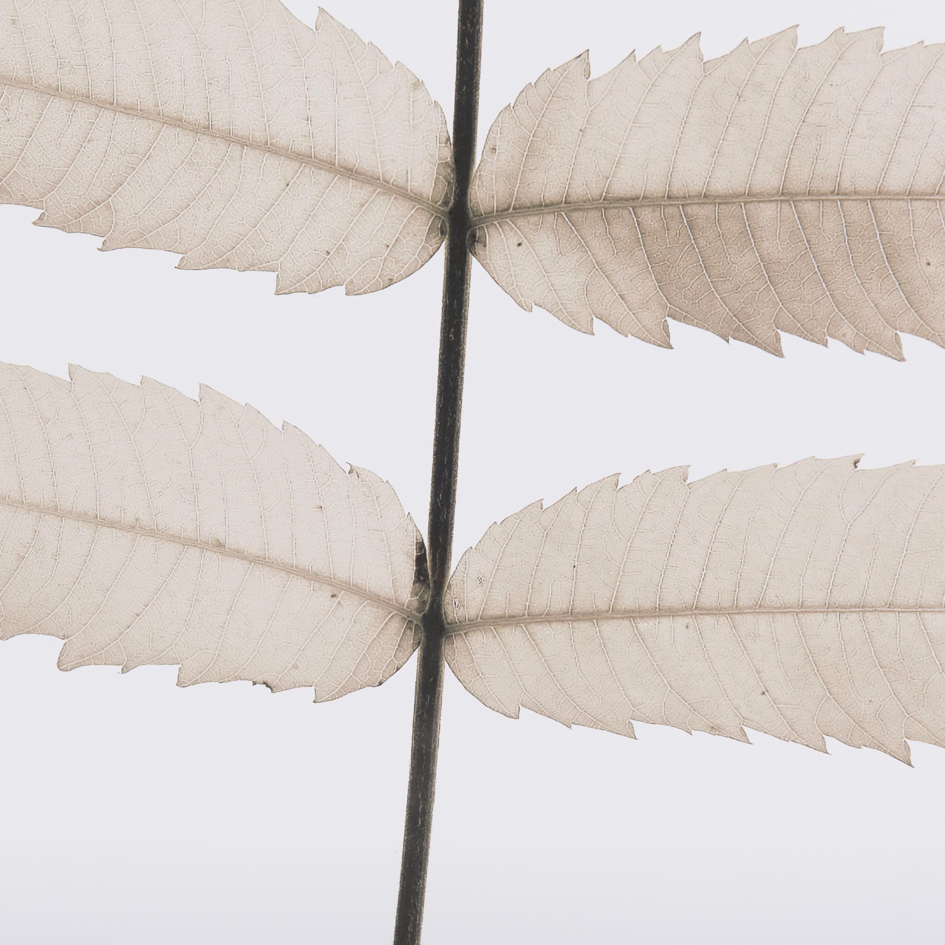Limber Leaves by Assaf Frank a Framed Art Print Matted under Glass — product photograph