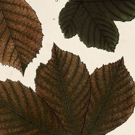 Autumnal Leaves III by Vision Studio a Framed Art Print Matted under Glass — product photograph