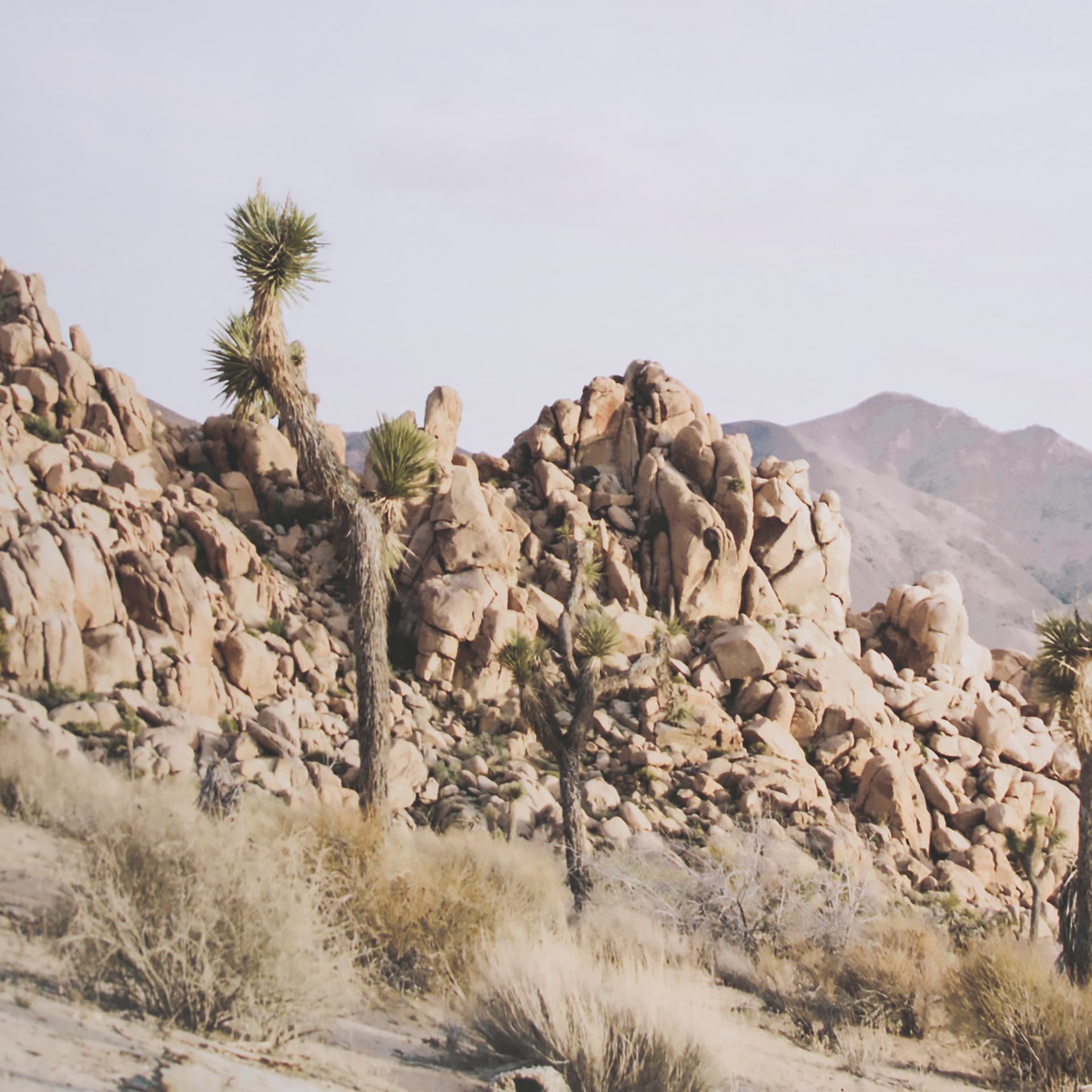 Joshua Tree 1 by THE Studio a Framed Photo Art Print Matted under Glass — product photograph