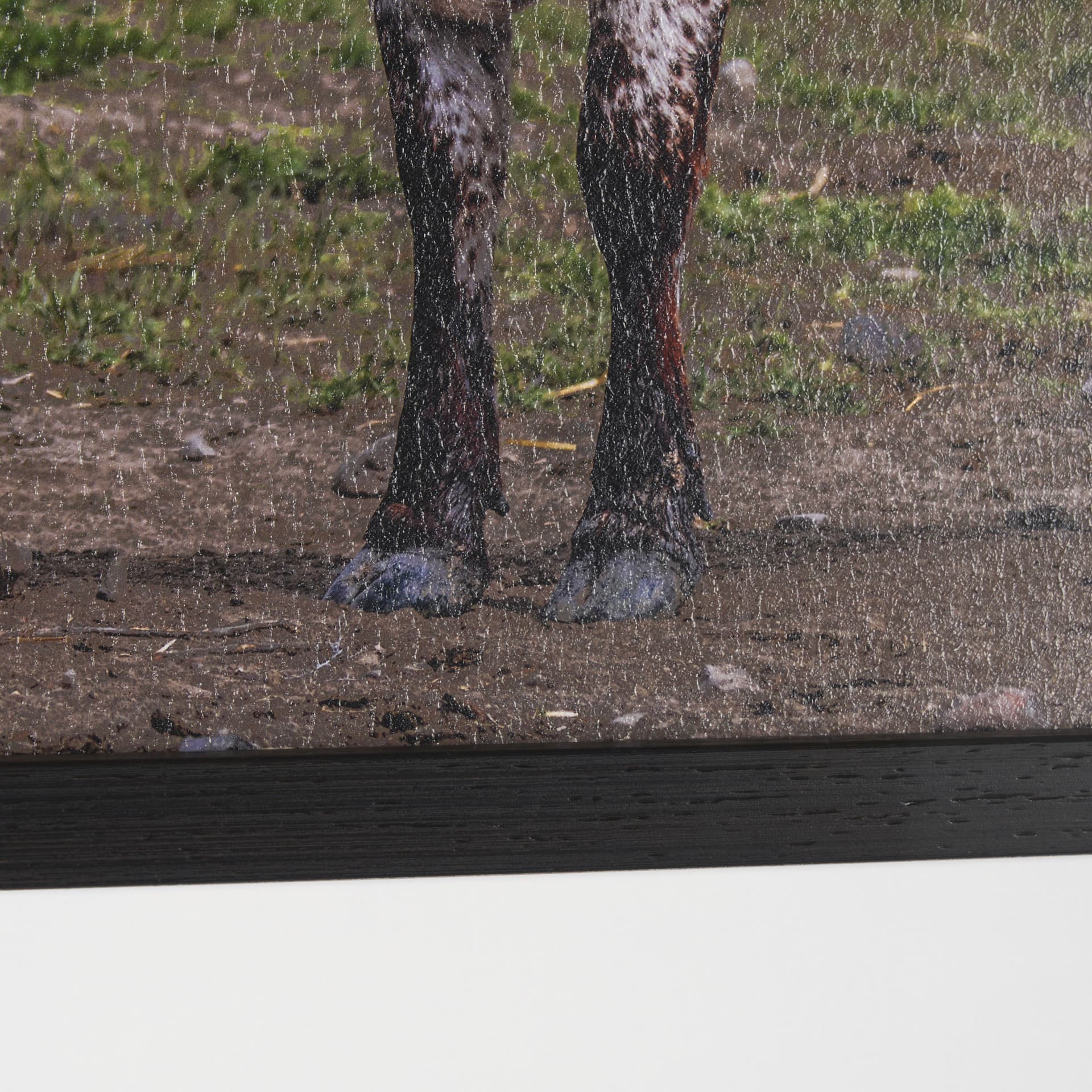 Longhorn 1 by Gary Blatter a Hand Embellished Framed Photo Art Print Matted under Glass — product photograph
