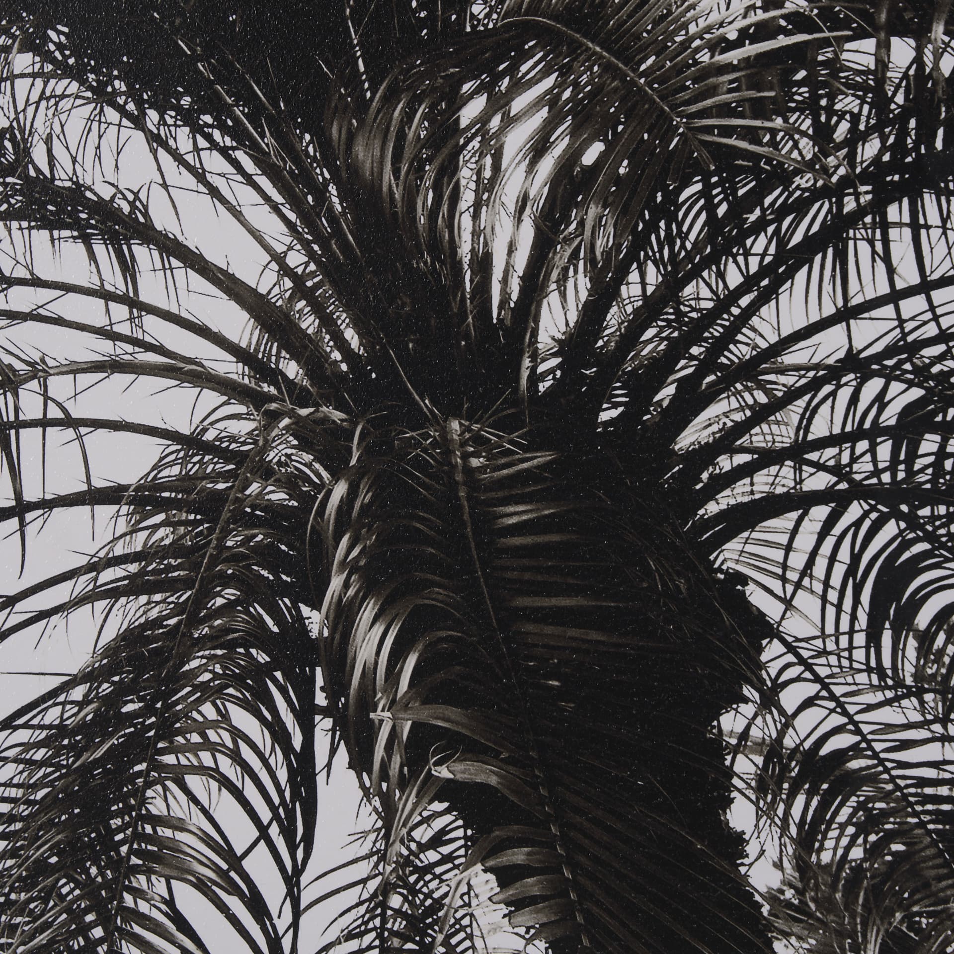 Palm Tree Sepia I by Debra Van Swearingen a Hand Embellished Framed Photo Art Print Matted under Gla — product photograph