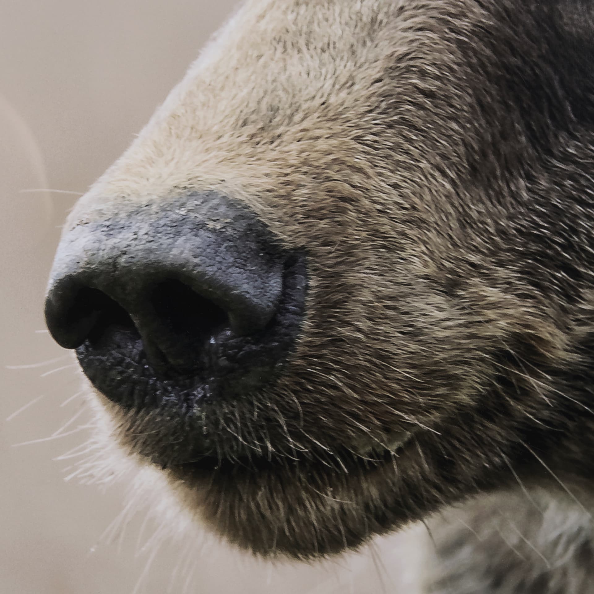 Bear Focus - Hush by Wink Gaines a Hand Embelished Textured Framed Art Photo Matted under Glass — product photograph
