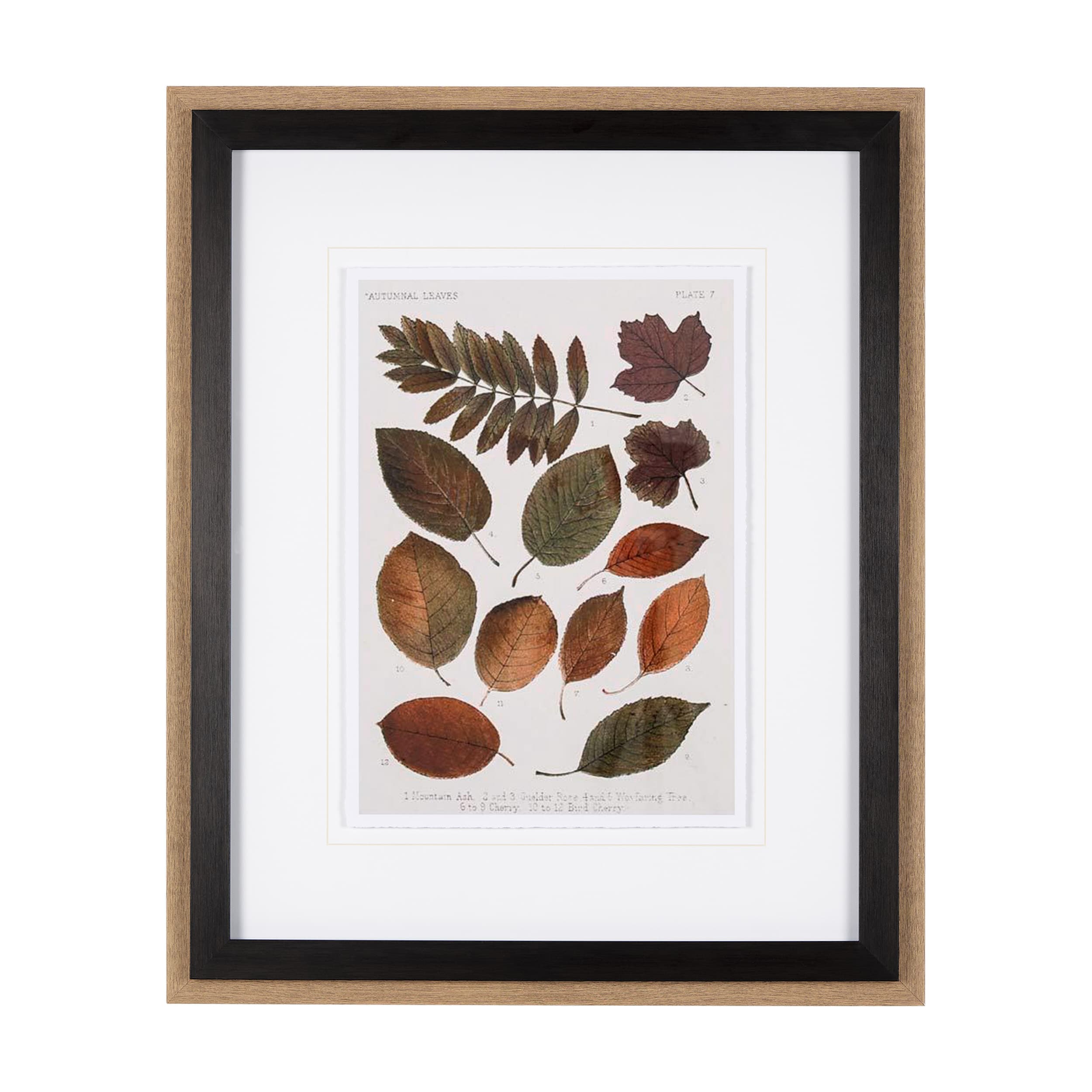 Autumnal Leaves II by Vision Studio a Framed Art Print Matted under Glass — product photograph