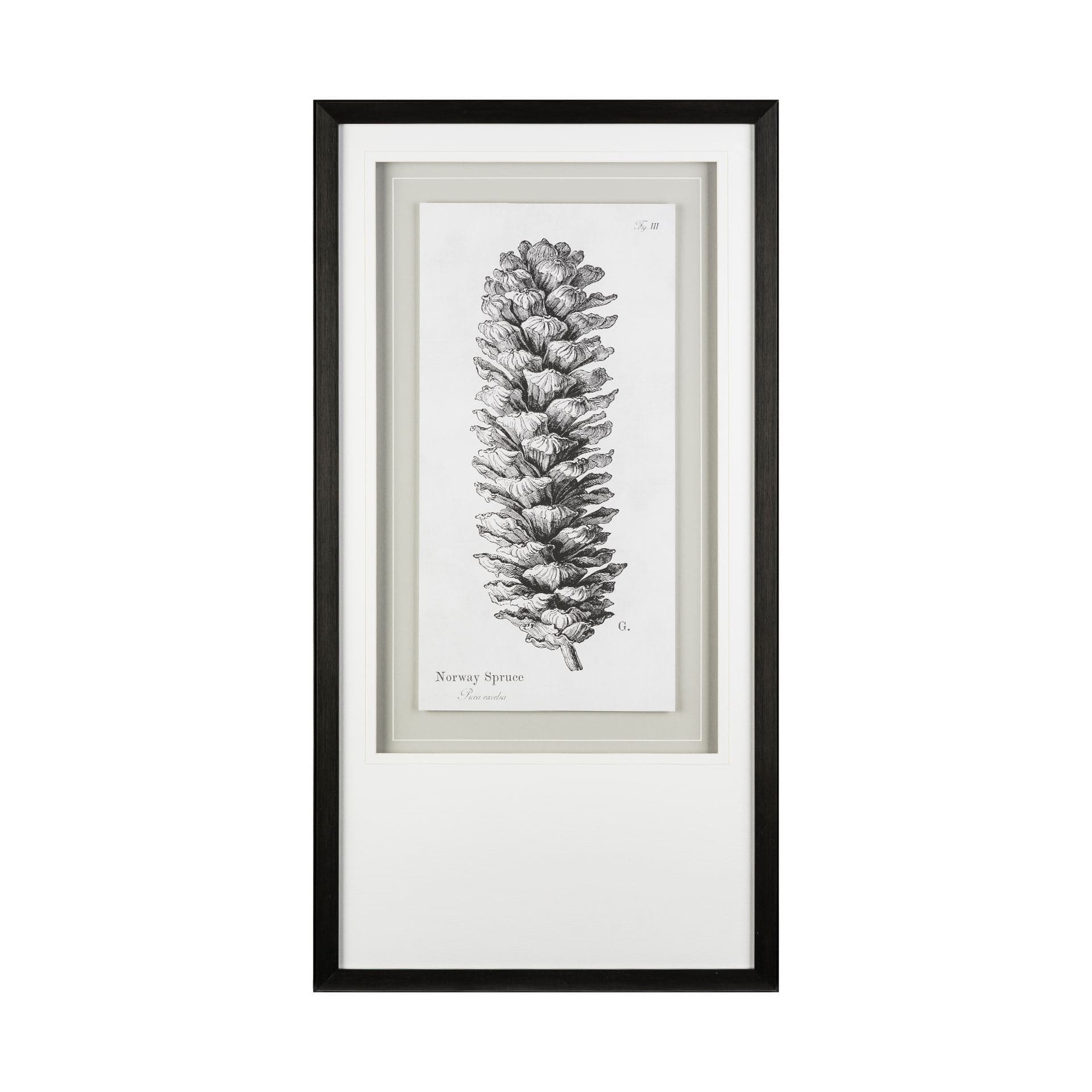 Norway Spruce by Maria Mendez a Framed Art Print Matted under Glass — product photograph