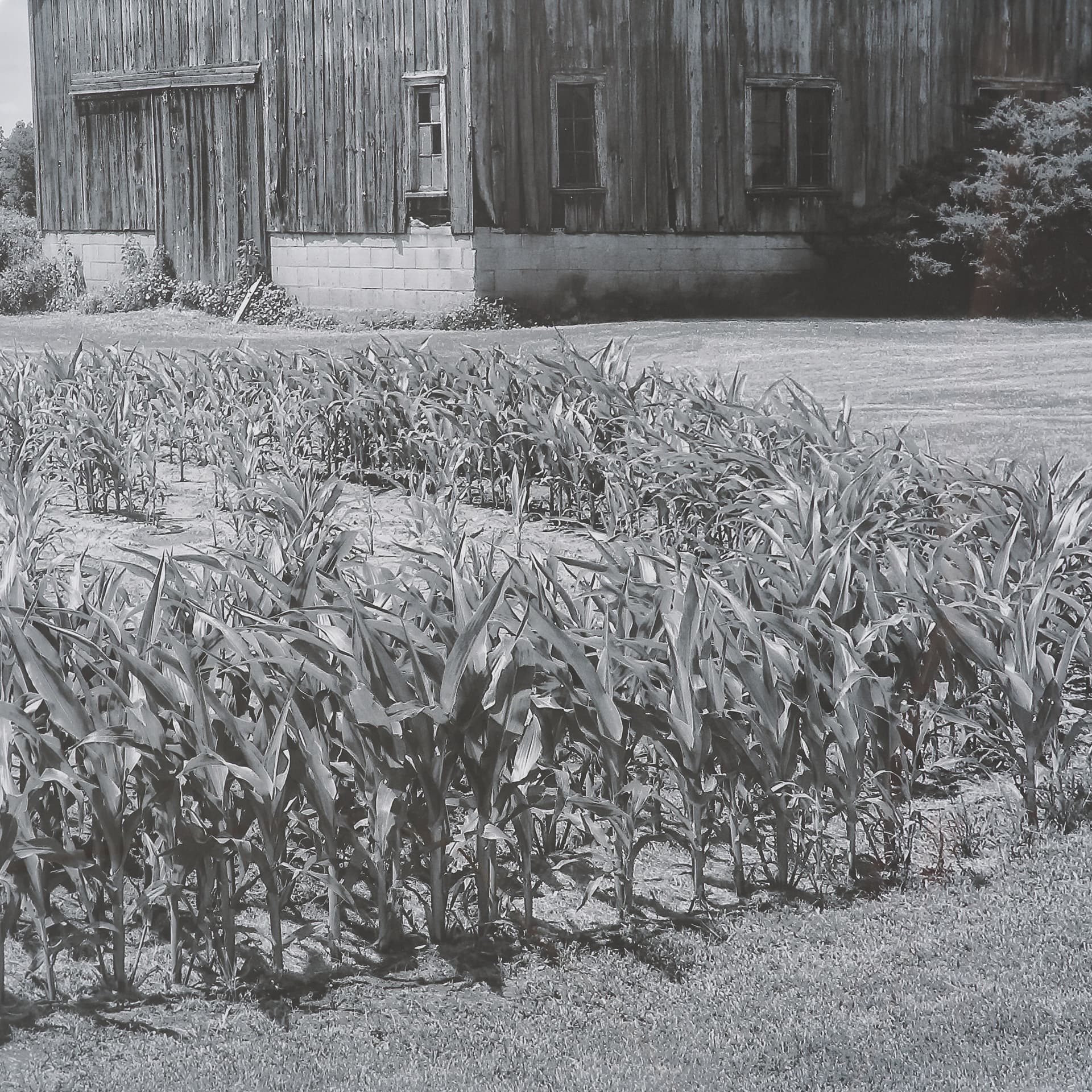 Farm Serenity II by Leda Robertson Textured FramedPhoto Print Matted under Glass — product photograph