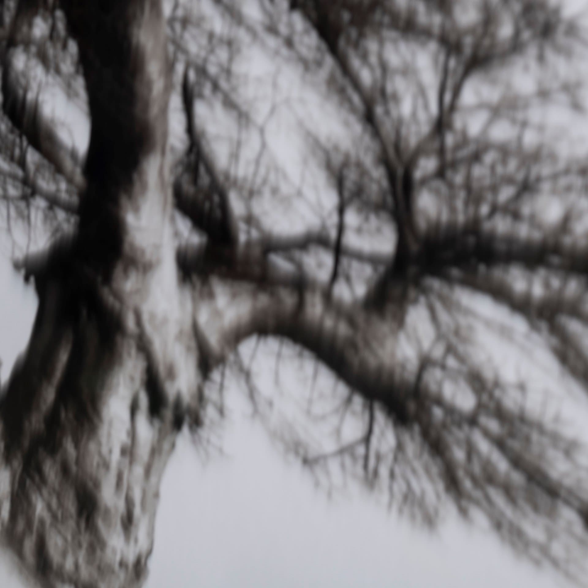 Boabab Tree I by Tiedge a Framed Art Print Matted under Glass — product photograph