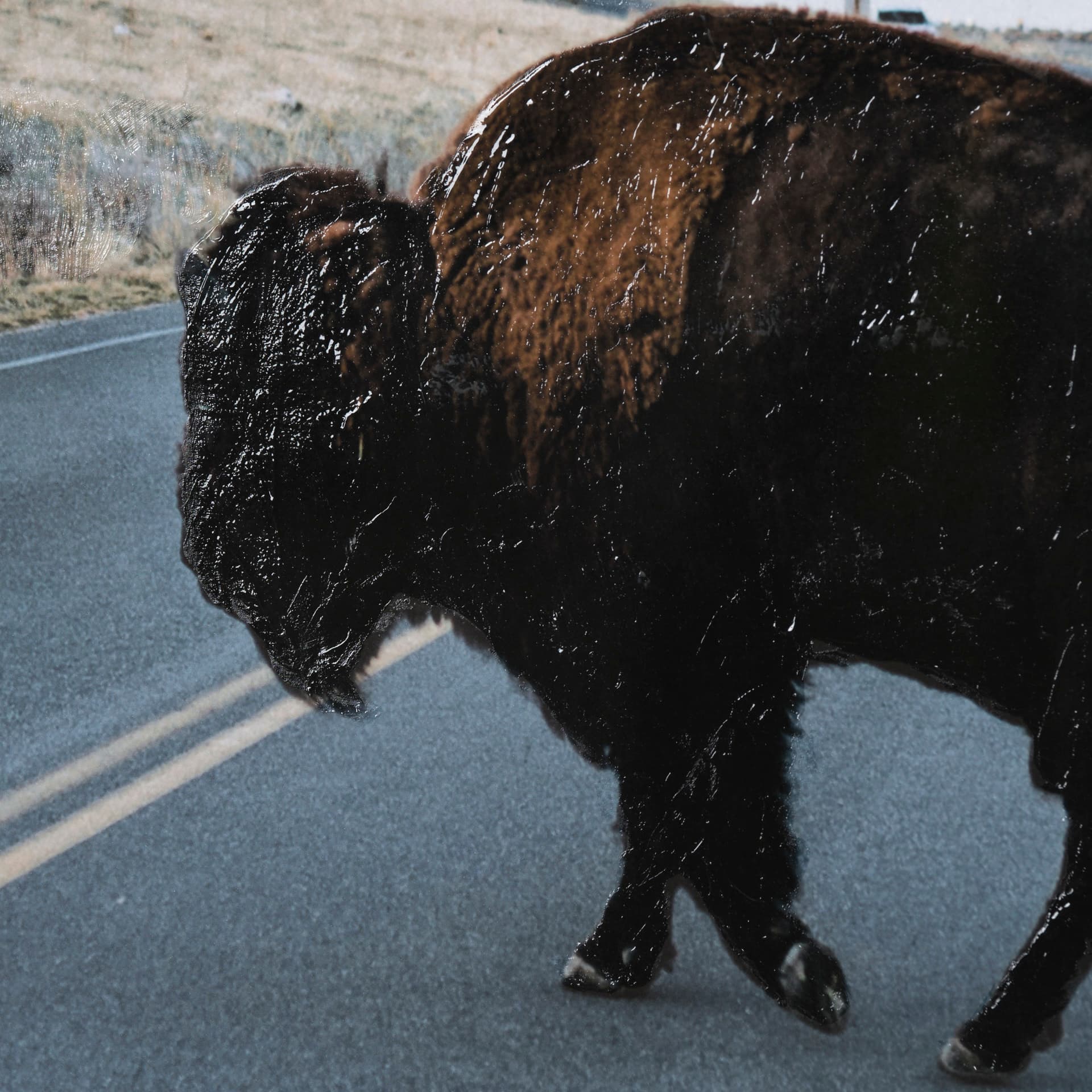 Bison Crossing by Chelsea Victoria a Hand Embelished Textured Framed Photo Art Print Matted under Gl — product photograph