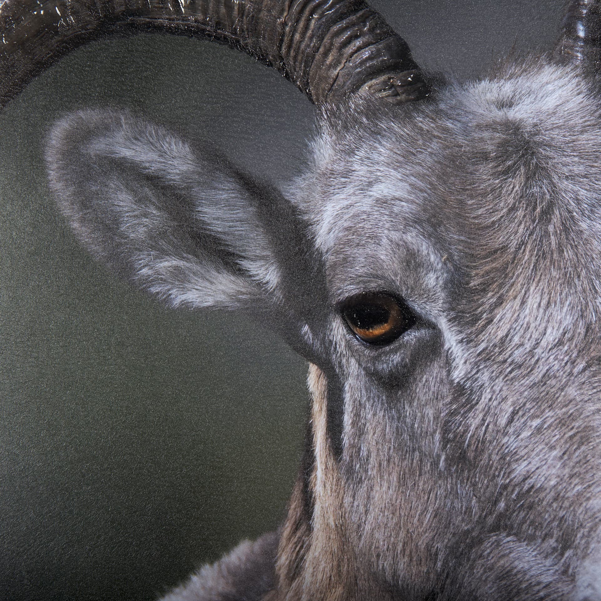 Big Horn Sheep by Chad Mackay a Hand Embellished Textured Framed Photo Art Print Matted under Glass — product photograph