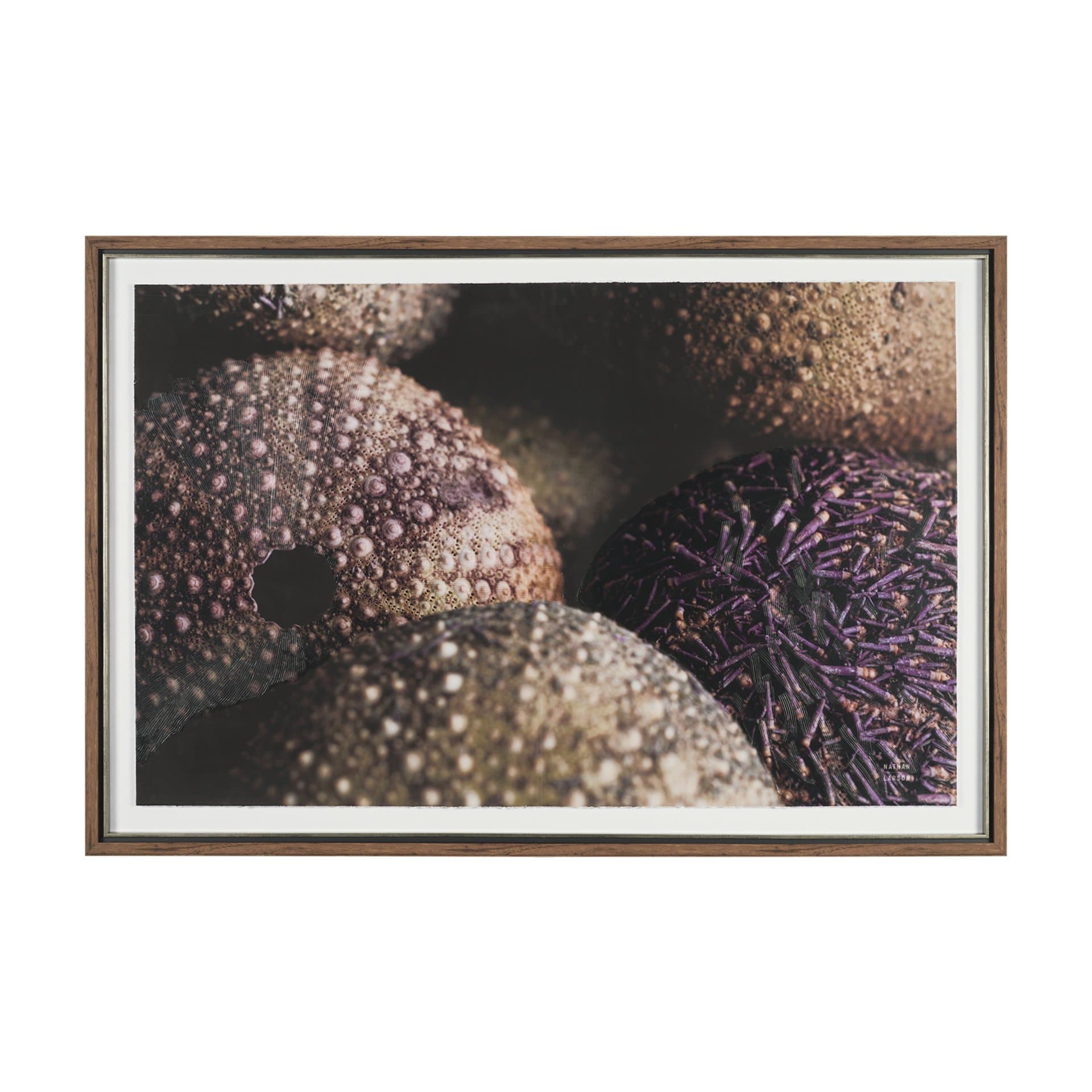 Purple Sea Urchins by Nathan Larson a Hand Embellished Framed Photo Art Print Matted under Glass — product photograph