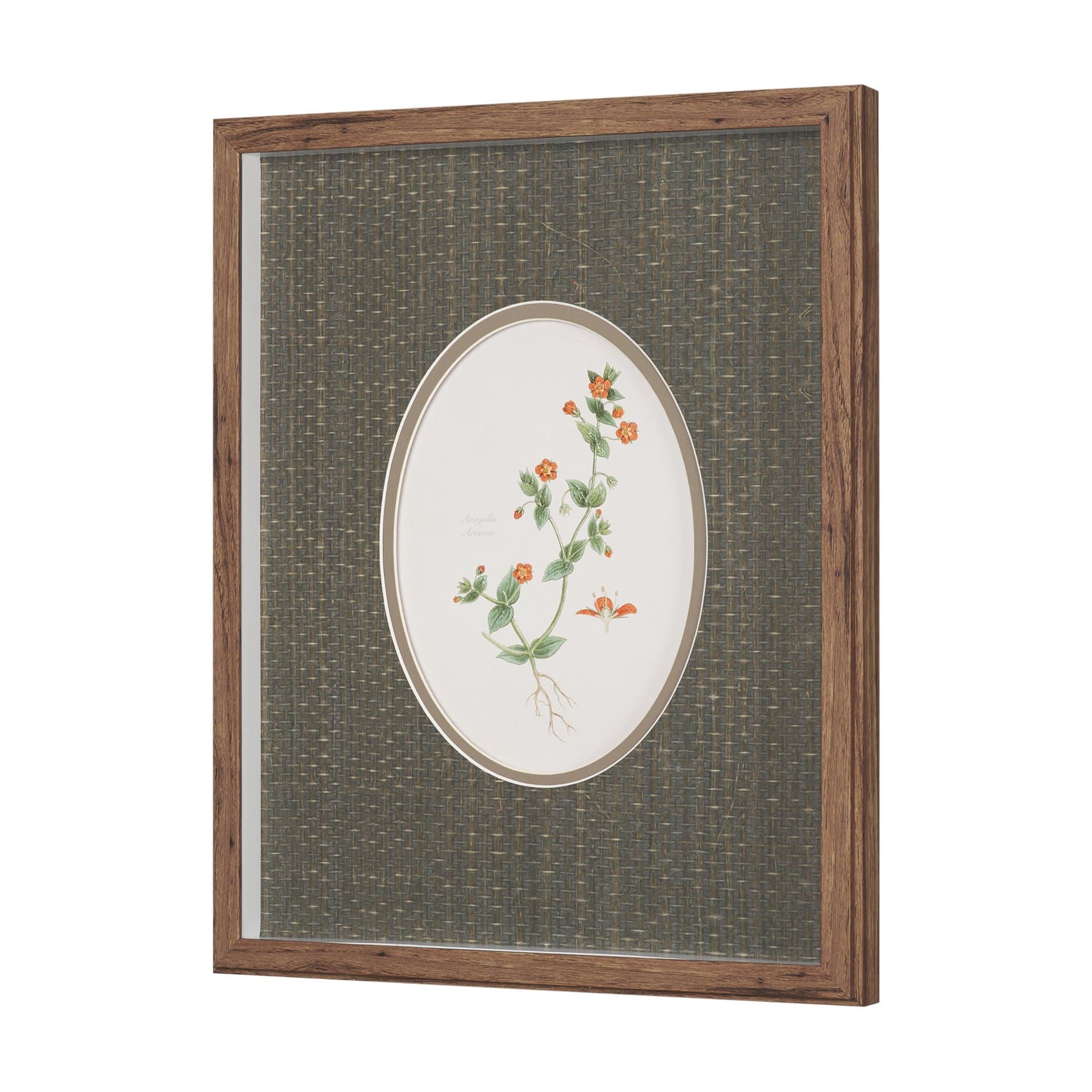 Anagallis Arvensis Flowers by Pierre Joseph Redoute a Hand Embellished Framed Print under Glass — product photograph